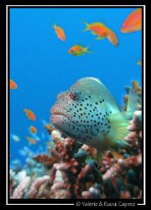 Paracirrhites forsteri taken in the Red Sea in Dahab with... by Raoul Caprez 